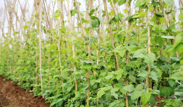 温室菜豆落花、落荚的原因及其防治措施有哪些？