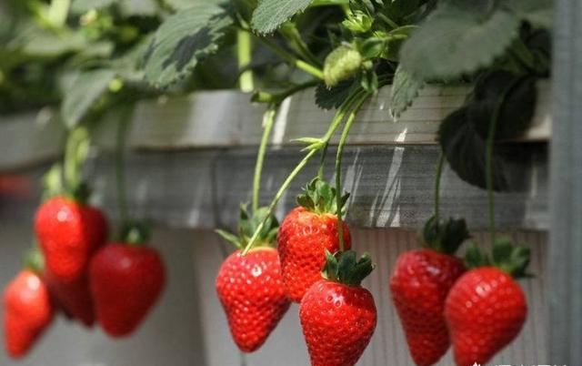 草莓苗开花了用授粉吗？
