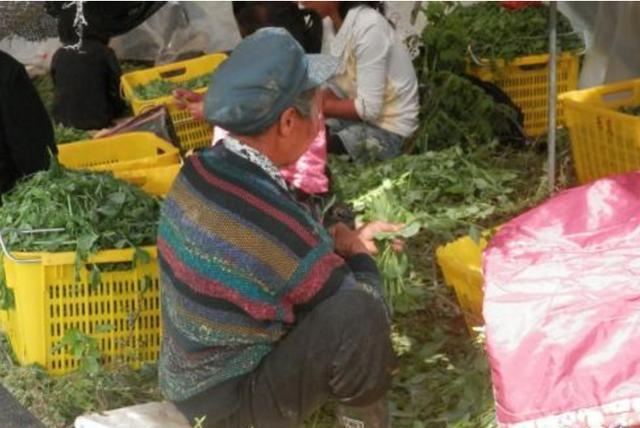 青豆亩产量是多少呢？