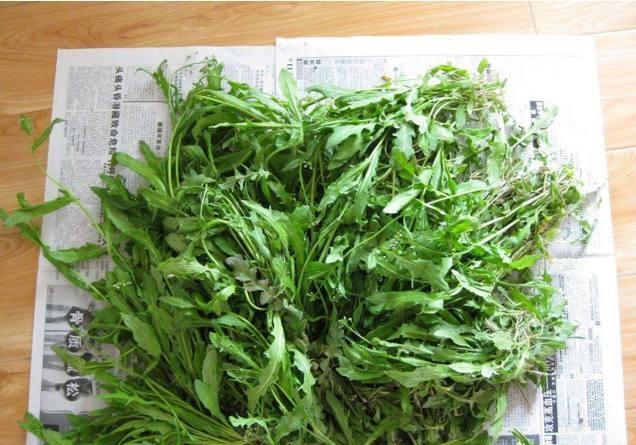 开春适合吃哪些野菜？