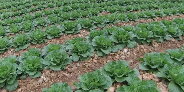 种大白菜用什么样的肥料好？