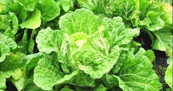 种大白菜用什么样的肥料好？