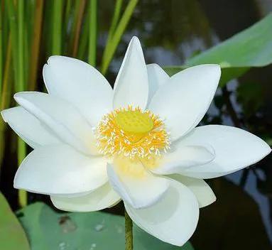 如何栽培荷花？