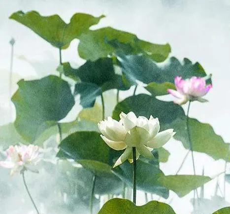 如何栽培荷花？