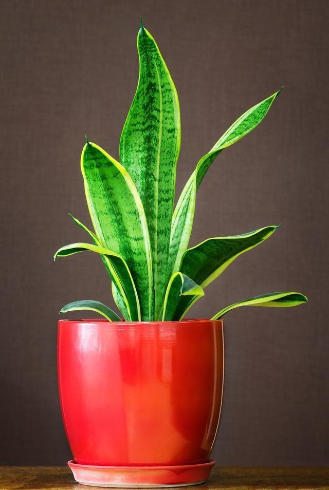 虎纹兰怎么浇水？