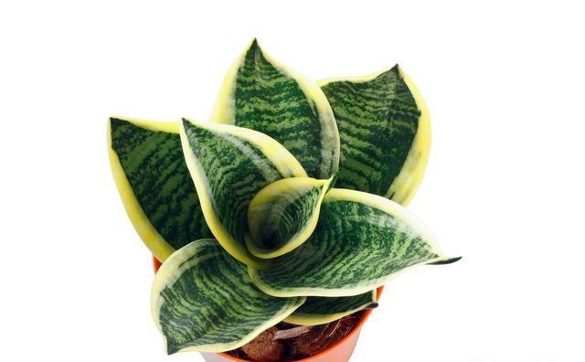 虎纹兰怎么浇水？