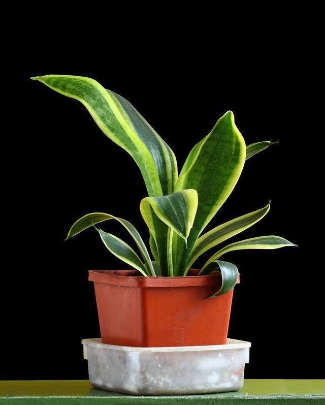 虎纹兰怎么浇水？