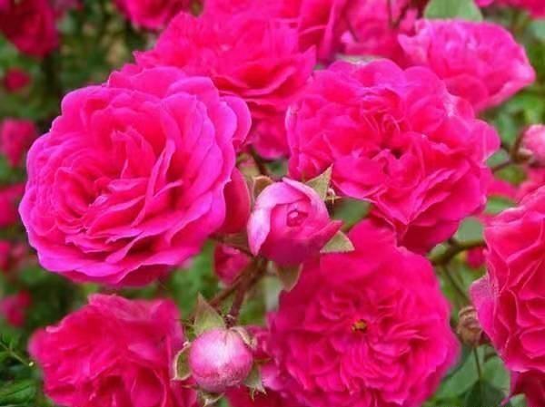 红木香买几年的苗好?