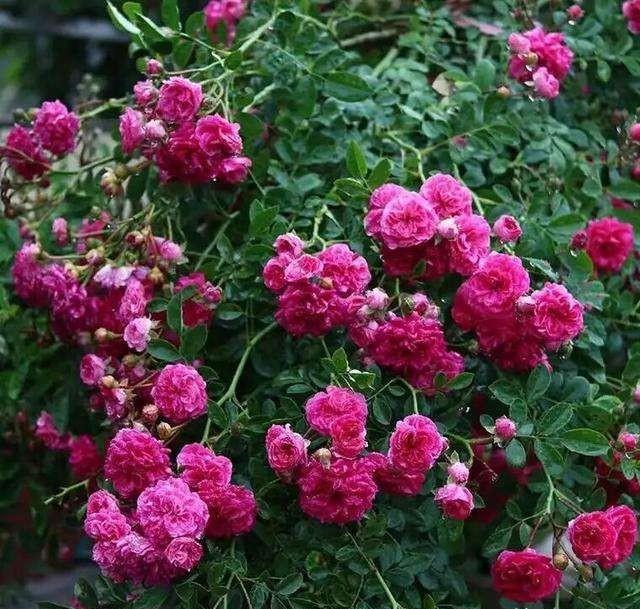 红木香买几年的苗好?