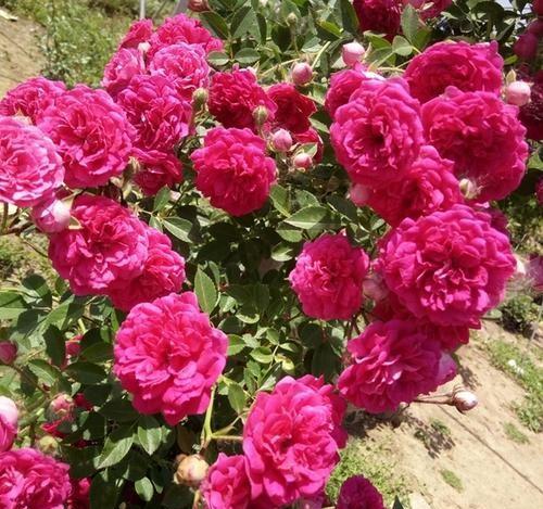 红木香买几年的苗好?