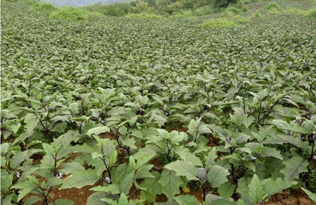 茄子得啥病？还是生啥虫？在茄子叶片的正反面有白色小点，发病严重？