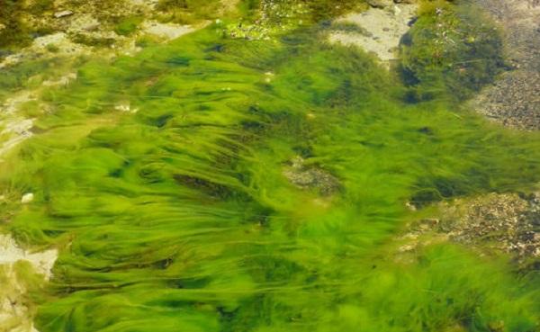 藻类是植物吗 藻类的关键特点是什么
