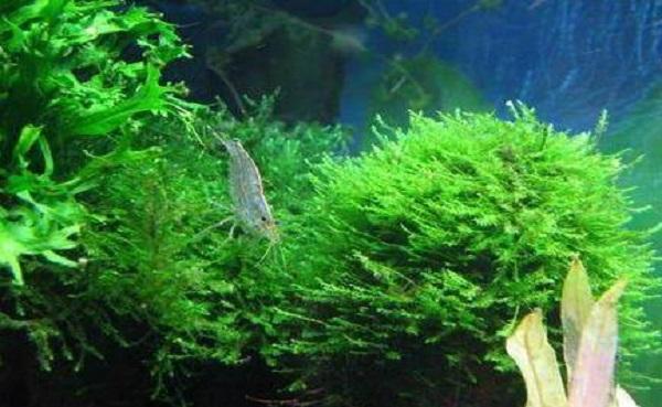藻类是植物吗 藻类的关键特点是什么