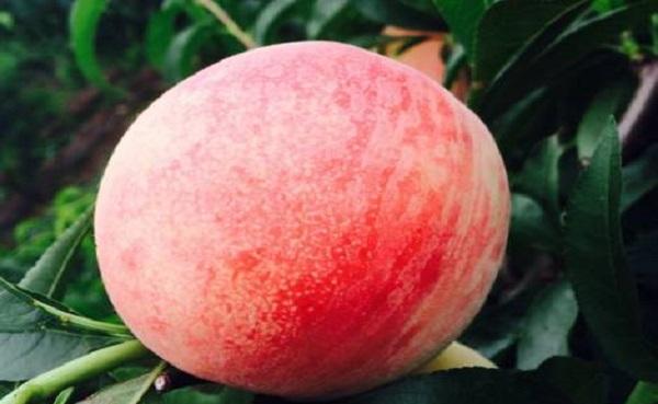 桃子生蛆要用什么药 桃子的病虫害防治方法
