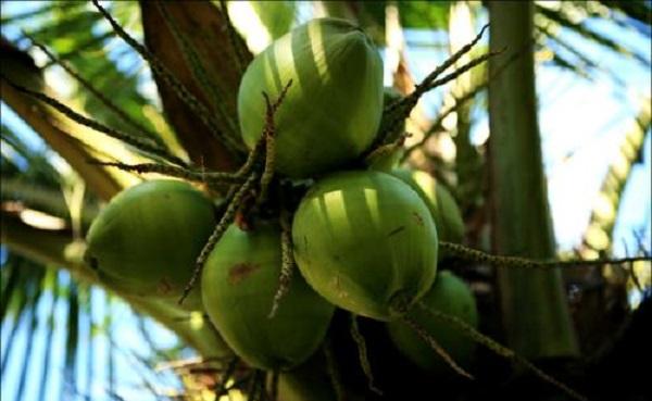 椰子的功效与作用禁忌 椰子的食用方法