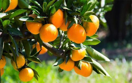 磷酸二氢钾在柑橘上用会厚皮吗？