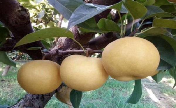 公梨变母梨有几种药 梨子什么时候成熟