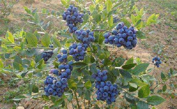 蓝莓用硫酸亚铁的方法 怎么施用效果好