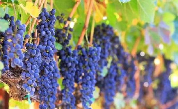 适合在南方露天种植的葡萄品种有哪些