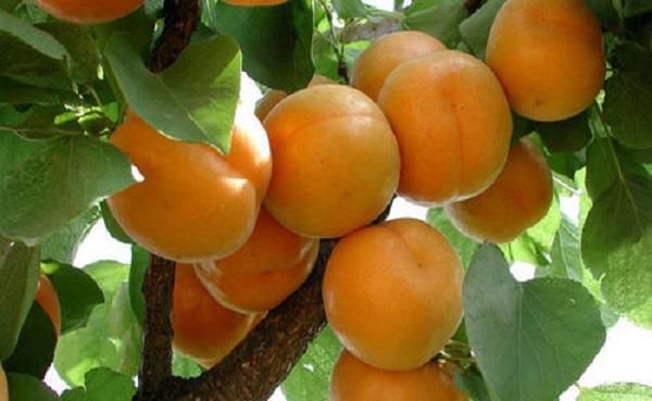 山杏和杏树的不同之处是什么