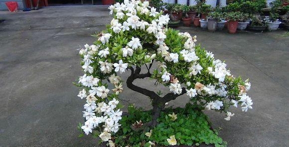 我的栀子花怎么了？