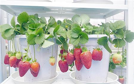 室内养的草莓要授粉吗？