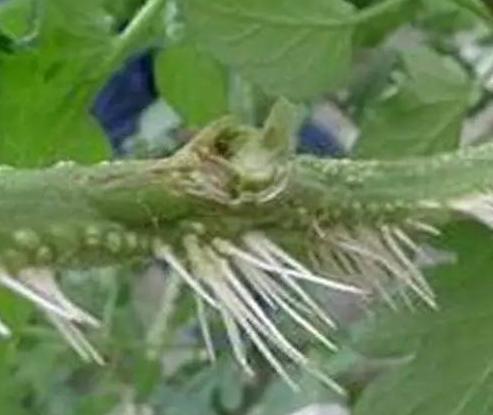 小番茄怎么种挂果多？