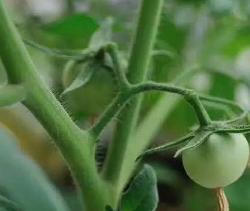 小番茄怎么种挂果多？