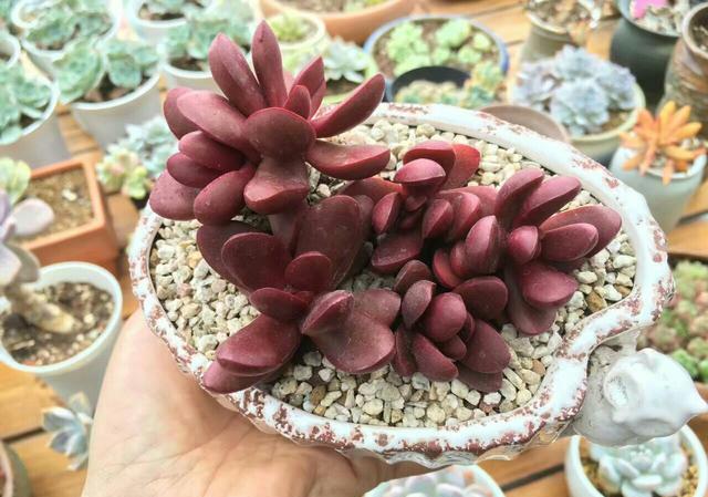 养多肉植物都有哪些注意事项？