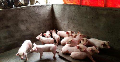 猪几个月就出栏，已经一年了，为什么猪肉价格还居高不下？