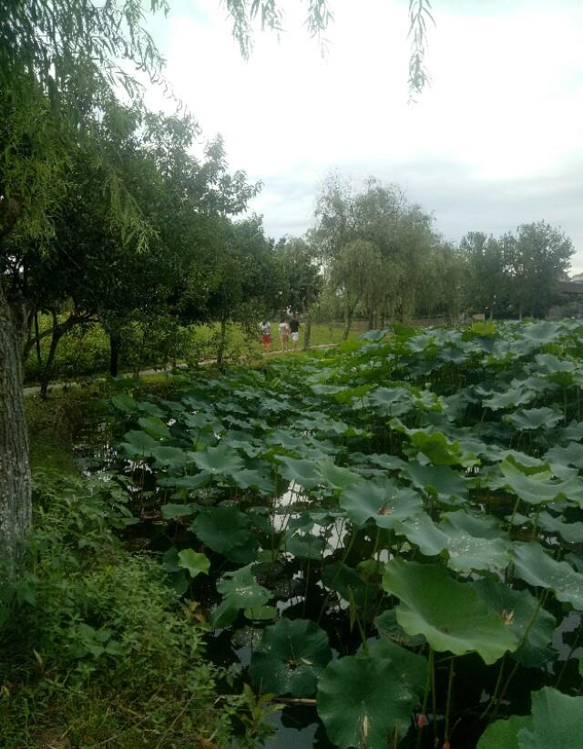 在农村想致富，是专业种地好，还是搞多种经营好？