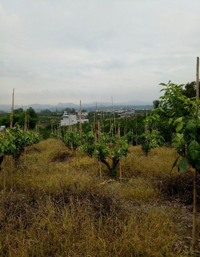 农村包山岭种植桉树还能赚钱吗？