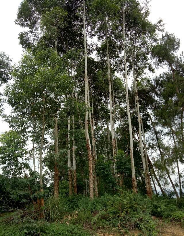 农村包山岭种植桉树还能赚钱吗？
