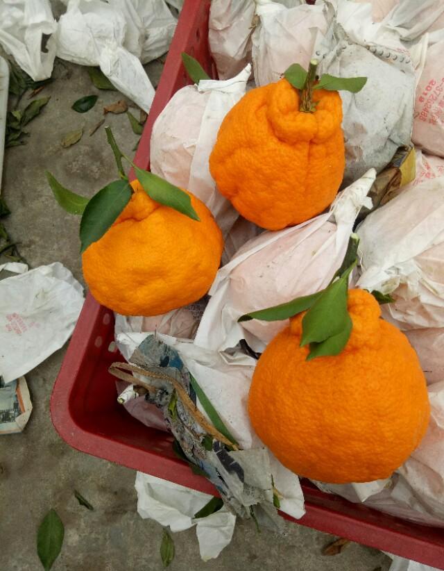 能说一说自己老家的特色农产品吗？