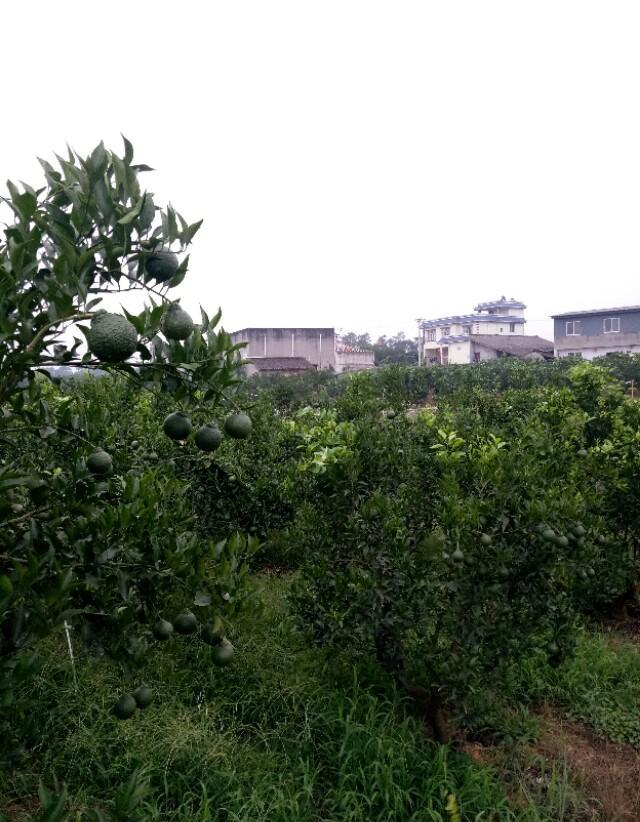 能说一说自己老家的特色农产品吗？