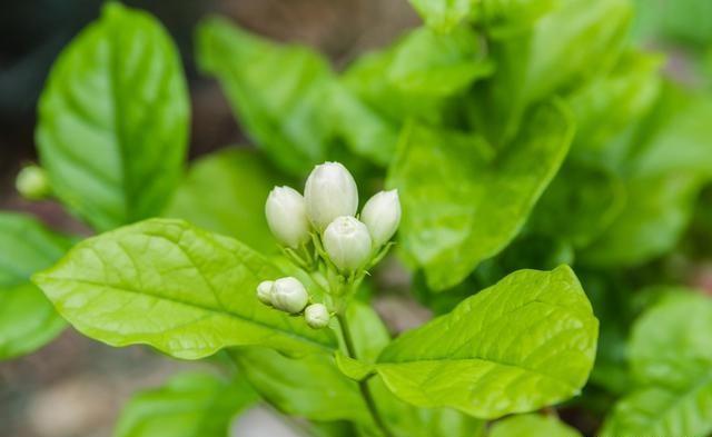 新种的茉莉花需要天天浇水吗，要不要放到弱阳光的地方？