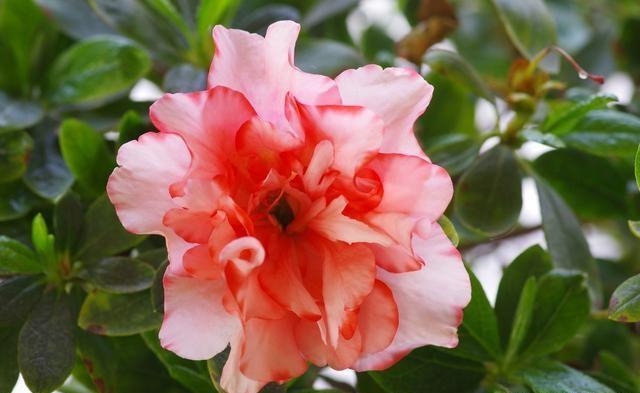 无需阳光室内开花的植物有哪些？