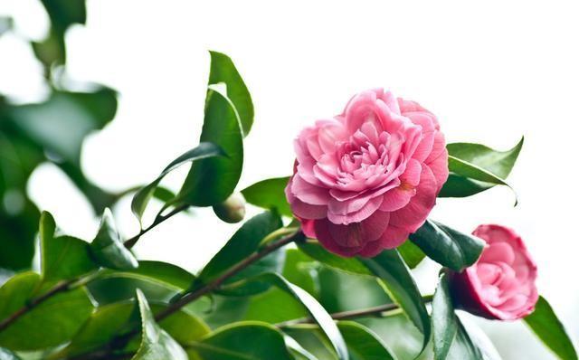 无需阳光室内开花的植物有哪些？