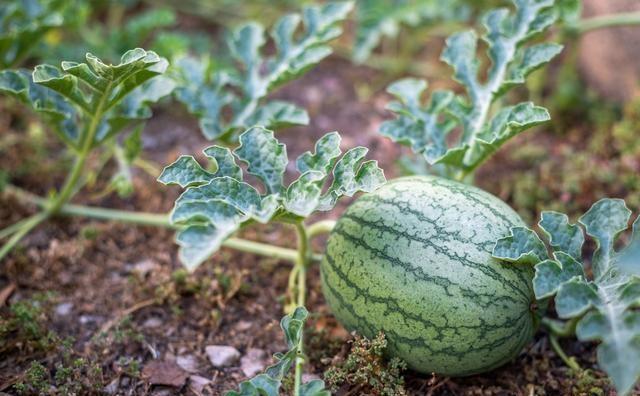当年留西瓜种可以种植吗？