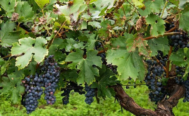 院子里的葡萄终于挂果，成熟却和蓝莓一般大小，究竟怎么回事呢？