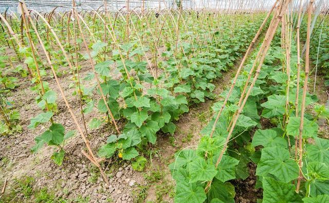 7月份还能种黄瓜吗？夏季育种黄瓜要注意什么？