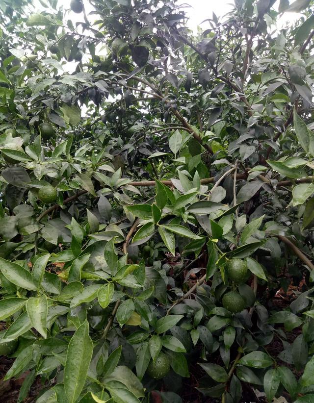 为什么近一年的时间里柑橘的修剪如此火暴？