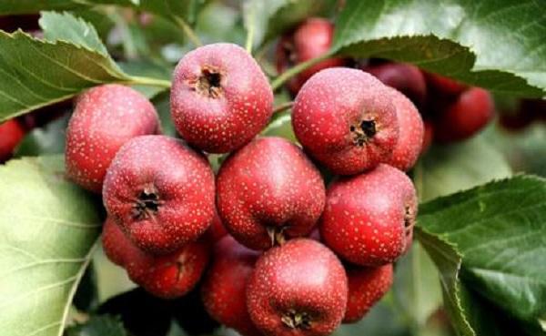 红山果是什么植物 经常遇见品种有哪些