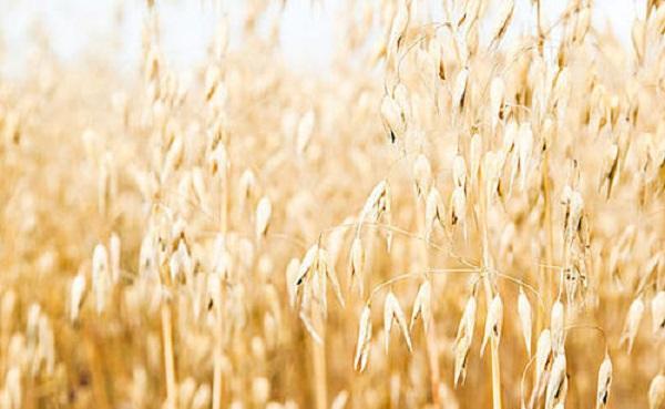 燕麦是什么植物 燕麦和小麦的不同之处