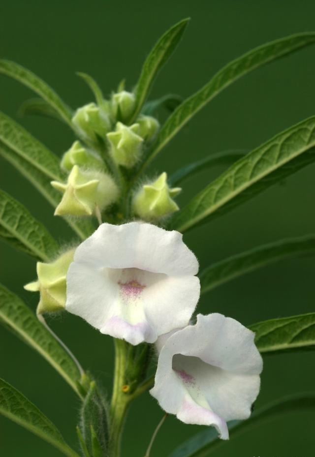 芝麻刚开始开花，看着不是那么肥，现在还可以追肥吗？