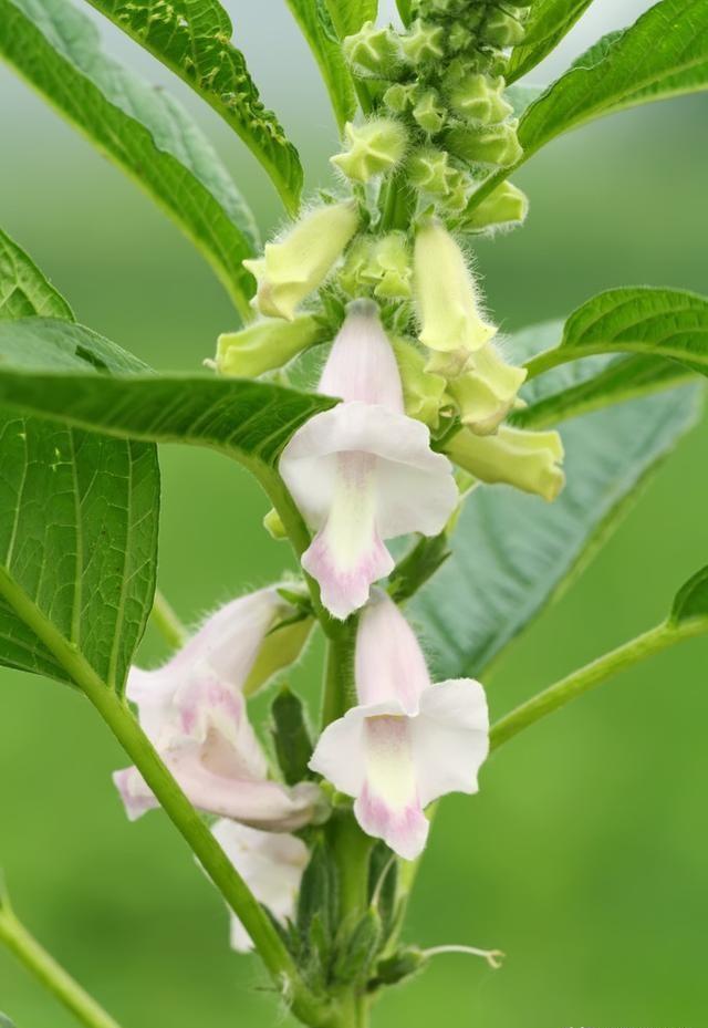 芝麻刚开始开花，看着不是那么肥，现在还可以追肥吗？