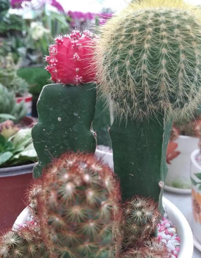 仙人掌植物可以不浇水吗？
