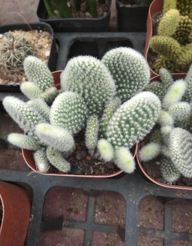 仙人掌植物可以不浇水吗？