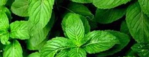 在家怎么种薄荷？