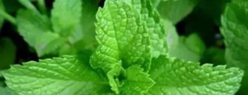 在家怎么种薄荷？